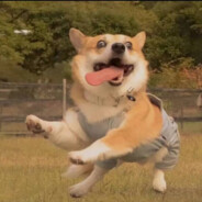 拉登是我干掉的