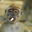 Monkey With Cigarette