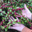 Coralberry