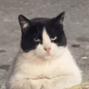Big Avatar