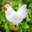 ChickenSalad