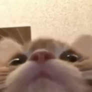cinjisan