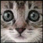 catology