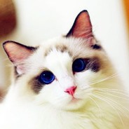 猫师傅尝试切他中路