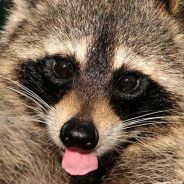 DontEatBats