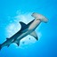 Hammerhead