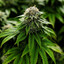 MarijuanaMan