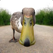 Ducks