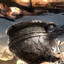 Avatar of player Desolation