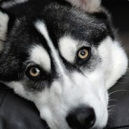 输不起就别玩 0.W