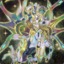 wozuicai
