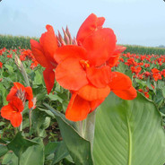 不辅助，怎能Carry？