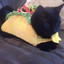 Taco cat