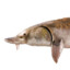 Saltwater Sturgeon