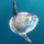 Sunfish