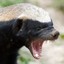 Honey Badger