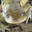 TimmyTheSalamander52