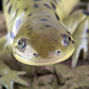 TimmyTheSalamander52