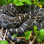 Eastern Massasauga Great Adder