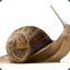 Snail 🐌