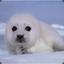 a baby seal