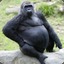 gorilla@dschungel