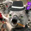 Robson, o koala cafetão
