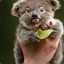 A Baby Koala