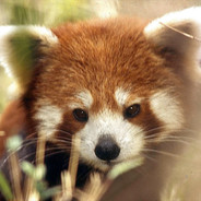 TheRedPanda