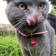 mimimi