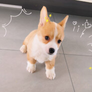 海绵宝宝不是我