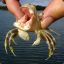 crab 12023