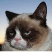 没错我就是猫请来的