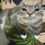 water猫lon