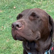 baci