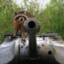 racoon with tank