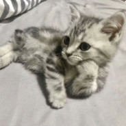 戒断反应免疫抑制剂SD