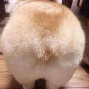 拉依库兹布族维奇