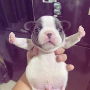 docile avatar