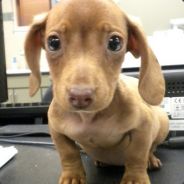 phaete - steam id 76561197960308118