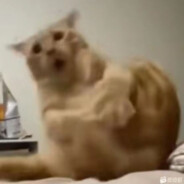 老师，我们家子涵怎么倒了