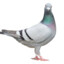 Pigeon