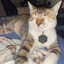 Gatuno SKINS