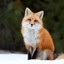 Fortunately_FOX