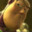 Rosecapybara906