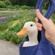 做大做强王同学