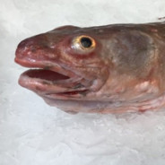 Ling fish