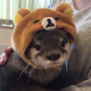 basicotter