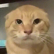 橘猫猫猫猫