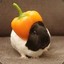 LordGuineaPig